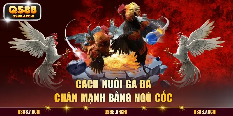 Cách nuôi gà đá chân mạnh bằng ngũ cốc