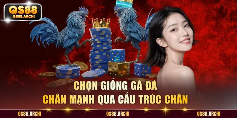 Chọn giống gà đá chân mạnh qua cấu trúc chân