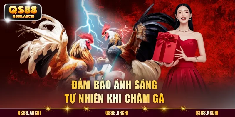Đảm bảo ánh sáng tự nhiên khi chăm gà