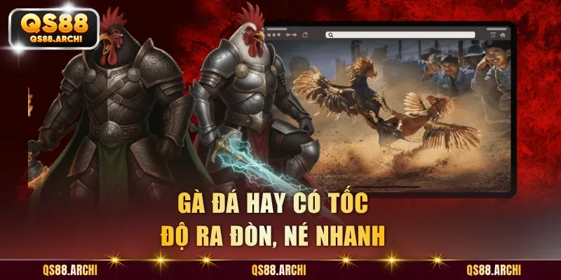 Gà đá hay có tốc độ ra đòn, né nhanh